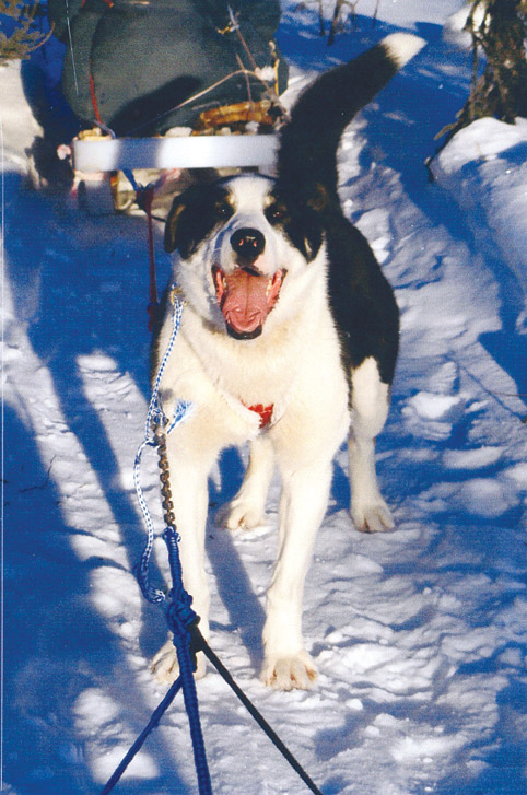 Young Sled Dog