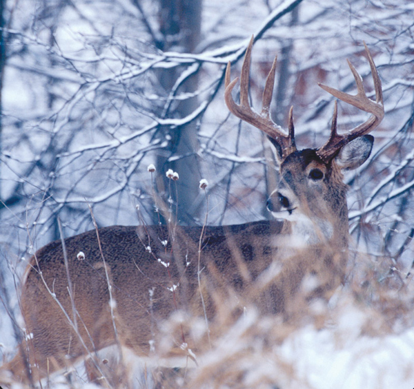 Whitetail deer