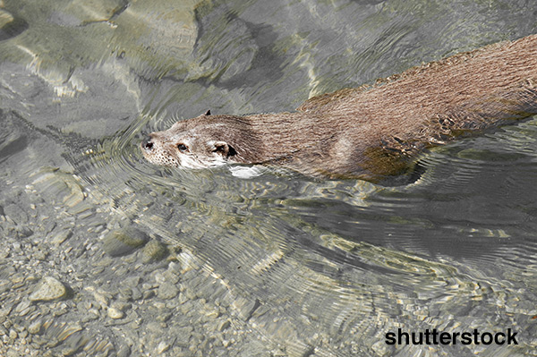 River otter