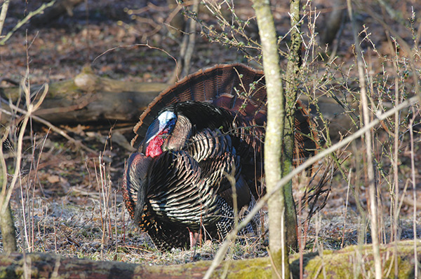 Hunting turkey