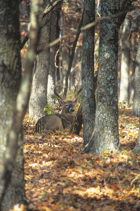 Whitetail deer bedded down