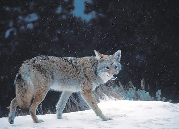 coyote in winter