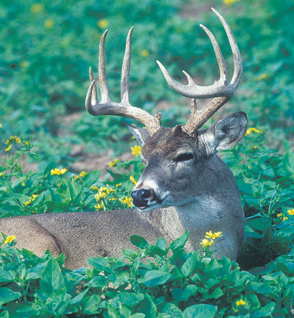 Whitetail deer