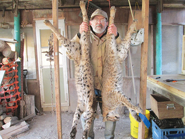 hal sullivan with two nice bobcat