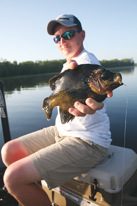 bull bluegill caught on crickets