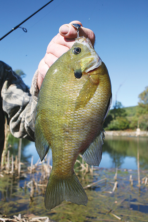 large panfish