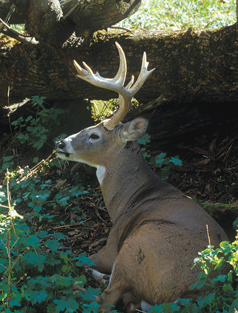 whitetail deer with good sized rack