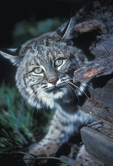 beautiful high dollar bobcat