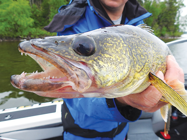 big walleye