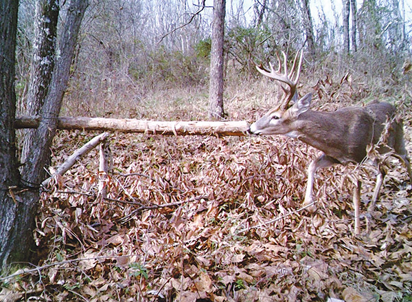 whitetail deer with good sized rack