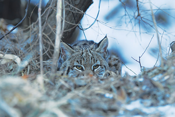 beautiful high dollar bobcat