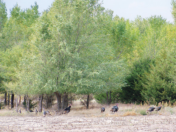 hunting turkey in the fall woods