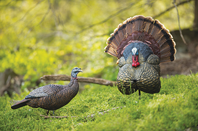 flextone thunder series turkey decoys